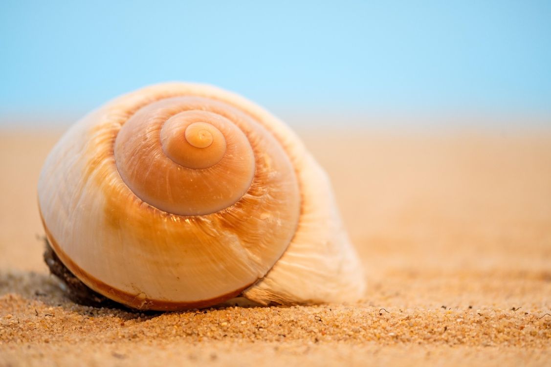 snail and beach scene in the Outer Banks 